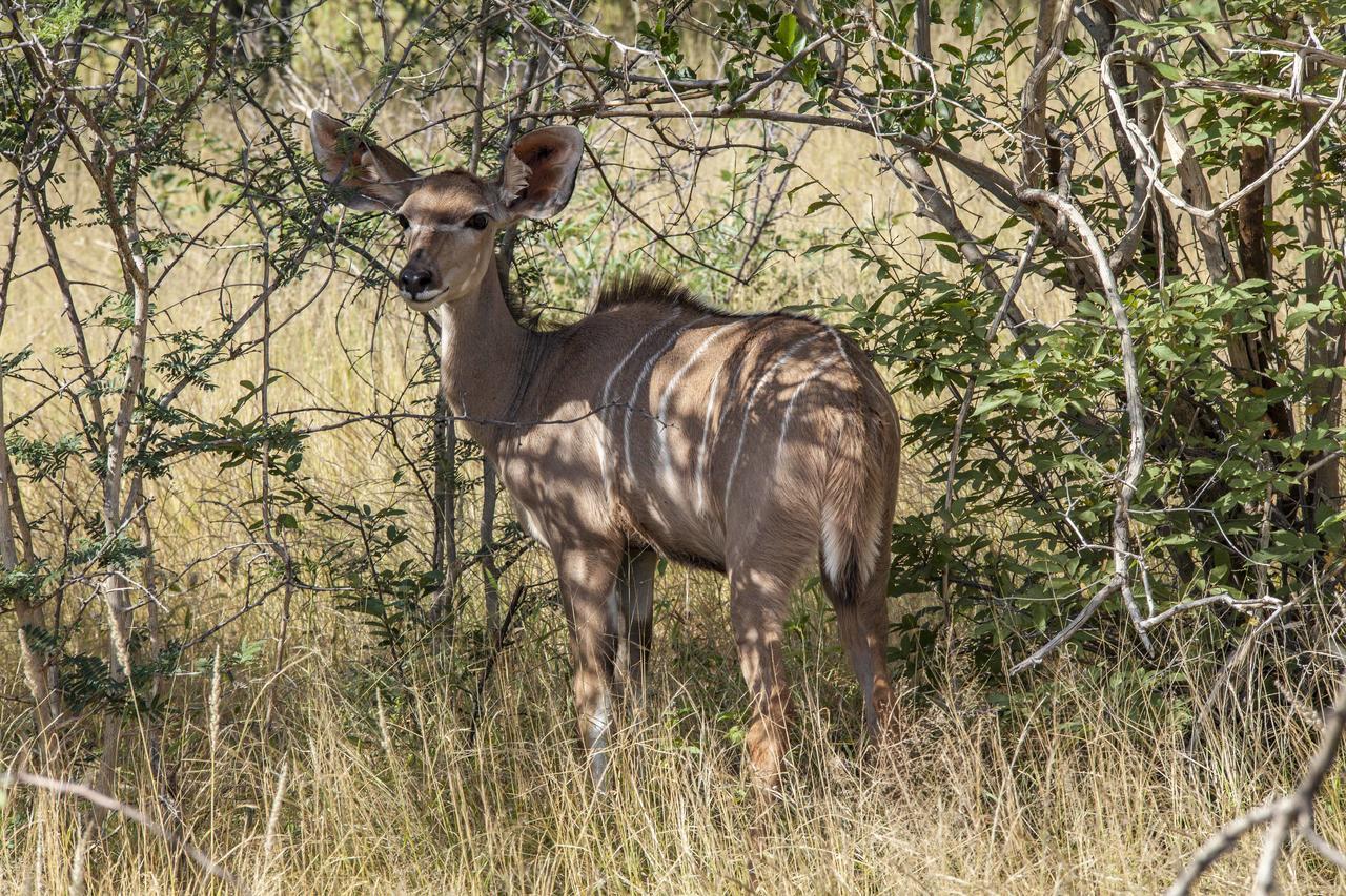 Omurenga Omaruru Luaran gambar